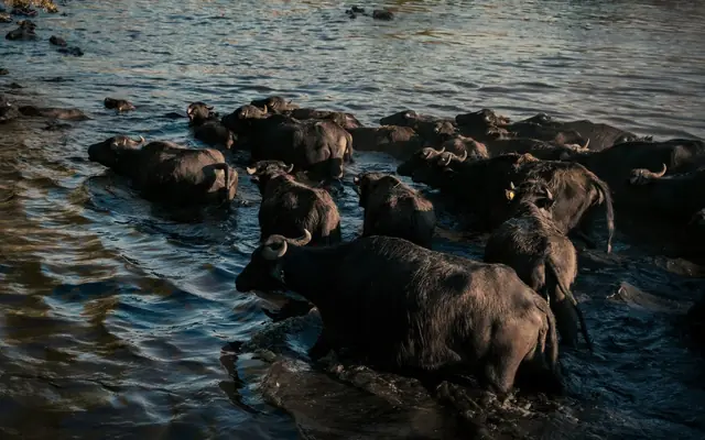 A herd of buffalo wades through a river at dusk, creating a serene natural scene.