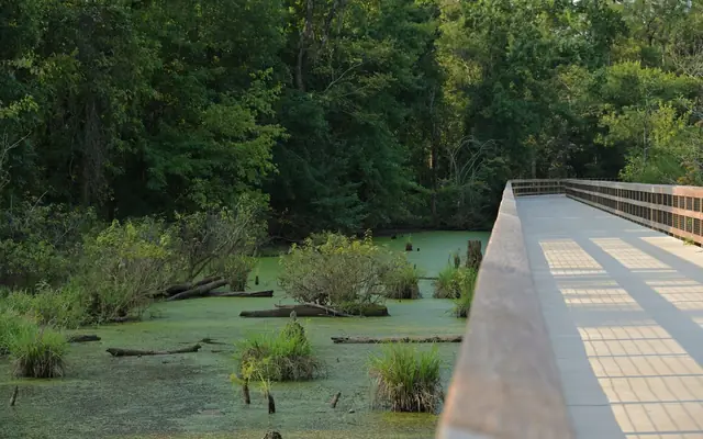 Scenic view of a wooden boardwalk crossing a swampy wetland in Charlotte, NC, surrounded by dense forest.