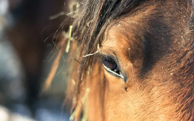 Detailed close-up of a horse's eye during winter in Edmonton, Alberta.