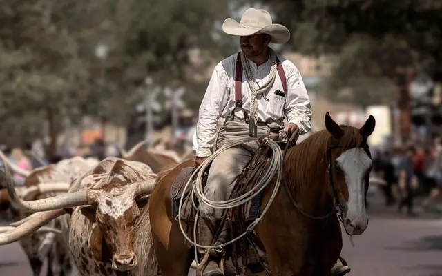 Cowboy on horseback herding Texas Longhorns in Fort Worth, Texas.