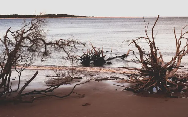 Scenic view of driftwood on a beach in Jacksonville, Florida with calm sea waves.