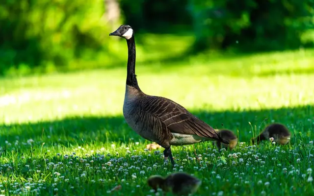 A serene scene of a Canadian Goose with goslings on a lush, sunny day in Waterloo Park.