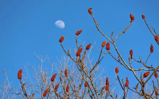 Sumac branches with red fruits set against a clear blue sky and visible moon in London, Ontario.