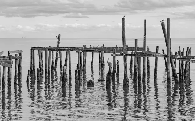 Monochrome view of a weathered pier with birds at Cedar Key, Florida.