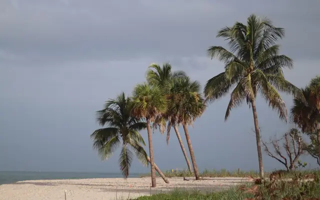 Serene tropical beach scene with palm trees and a cloudy sky. Perfect for relaxation or travel themes.