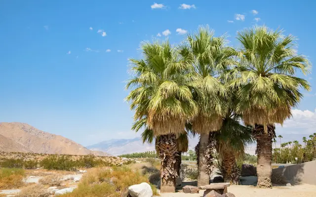 Beautiful palm trees and arid desert landscape in Palm Springs, California under clear blue skies.