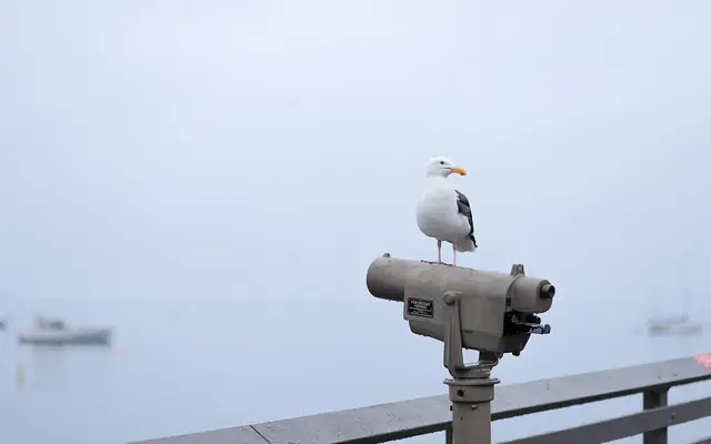 A seagull stands on a telescope by the ocean in Santa Barbara, California.