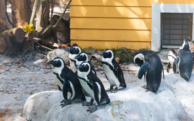Group of African penguins basking in sunlight at Tampa zoo outdoor exhibit.