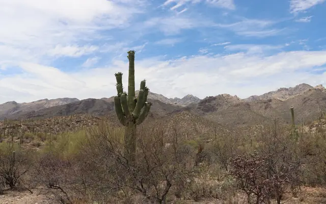 Stunning view of a saguaro cactus surrounded by mountains in Tucson, Arizona's Sonoran Desert.