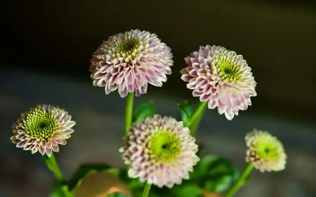 Close-up view of pink chrysanthemums with green centers blooming indoors, evoking springtime vibrancy.